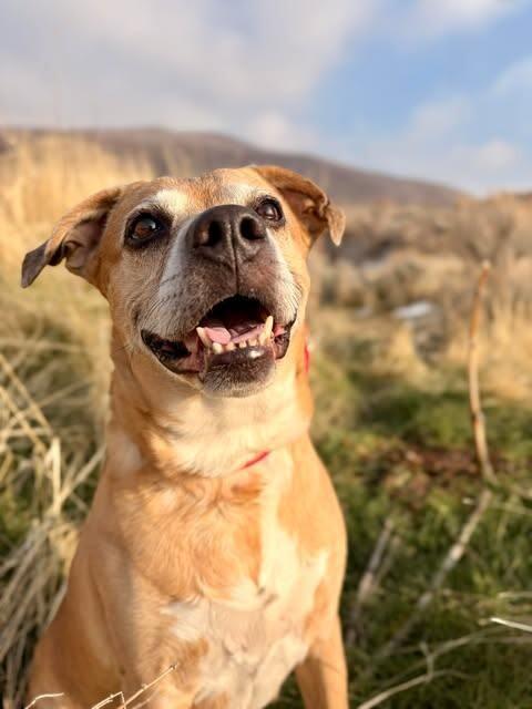 King, a Adoptable mixed breed in Fruit Heights, UT image 6/6