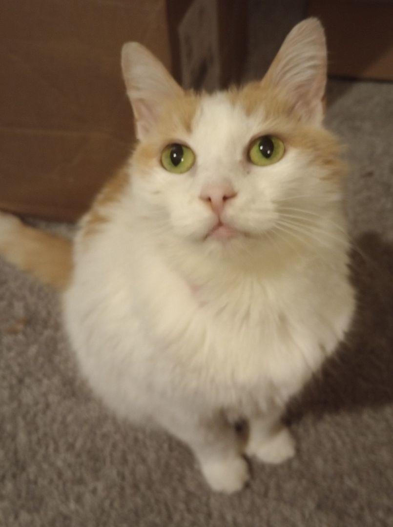 Polly, Adopted, Senior Female Turkish Van.