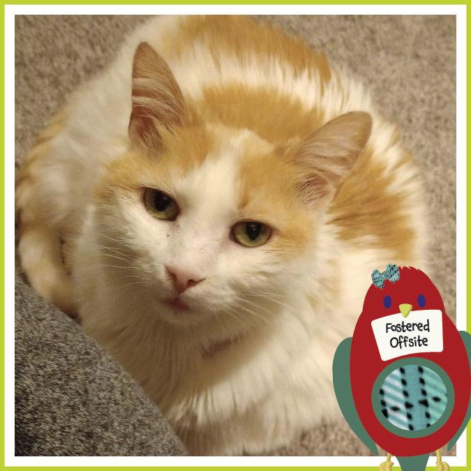 Polly, a Adopted Turkish Van in Columbus, OH image 2/3