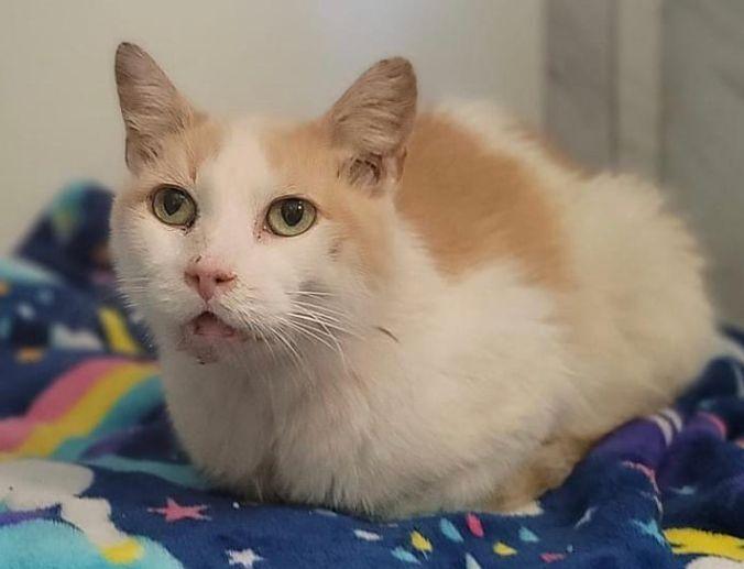 Polly, a Adopted Turkish Van in Columbus, OH image 3/3