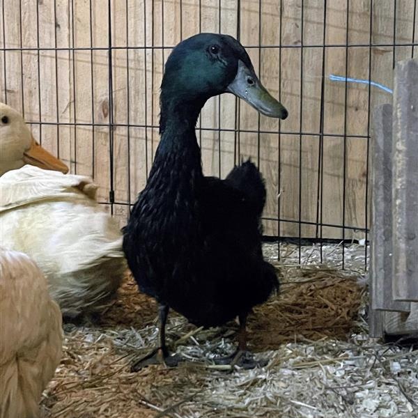 Enlarge Nefer, Echo, Ankh, Aten, and Calliope, a ADOPTABLE Duck in Cooperstown, NY image 4/6