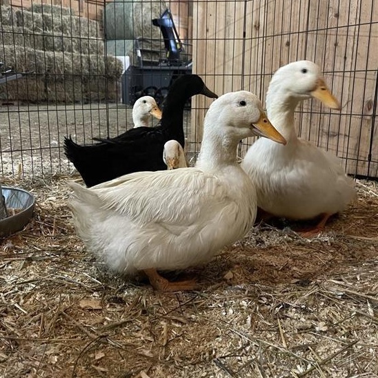 Enlarge Nefer, Echo, Ankh, Aten, and Calliope, a ADOPTABLE Duck in Cooperstown, NY image 6/6