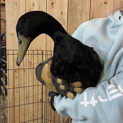 Enlarge Nefer, Echo, Ankh, Aten, and Calliope, a ADOPTABLE Duck in Cooperstown, NY image 5/6
