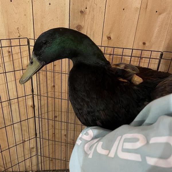 Enlarge Nefer, Echo, Ankh, Aten, and Calliope, a ADOPTABLE Duck in Cooperstown, NY image 3/6