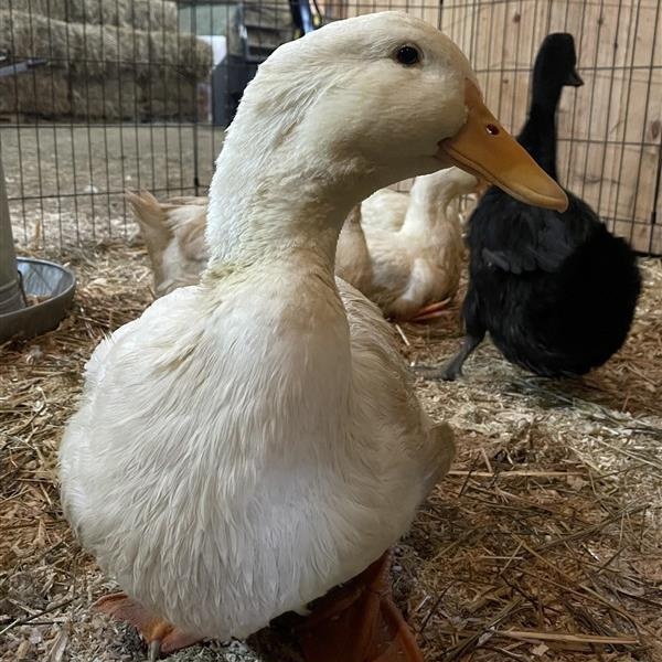 Enlarge Nefer, Echo, Ankh, Aten, and Calliope, a ADOPTABLE Duck in Cooperstown, NY image 1/6