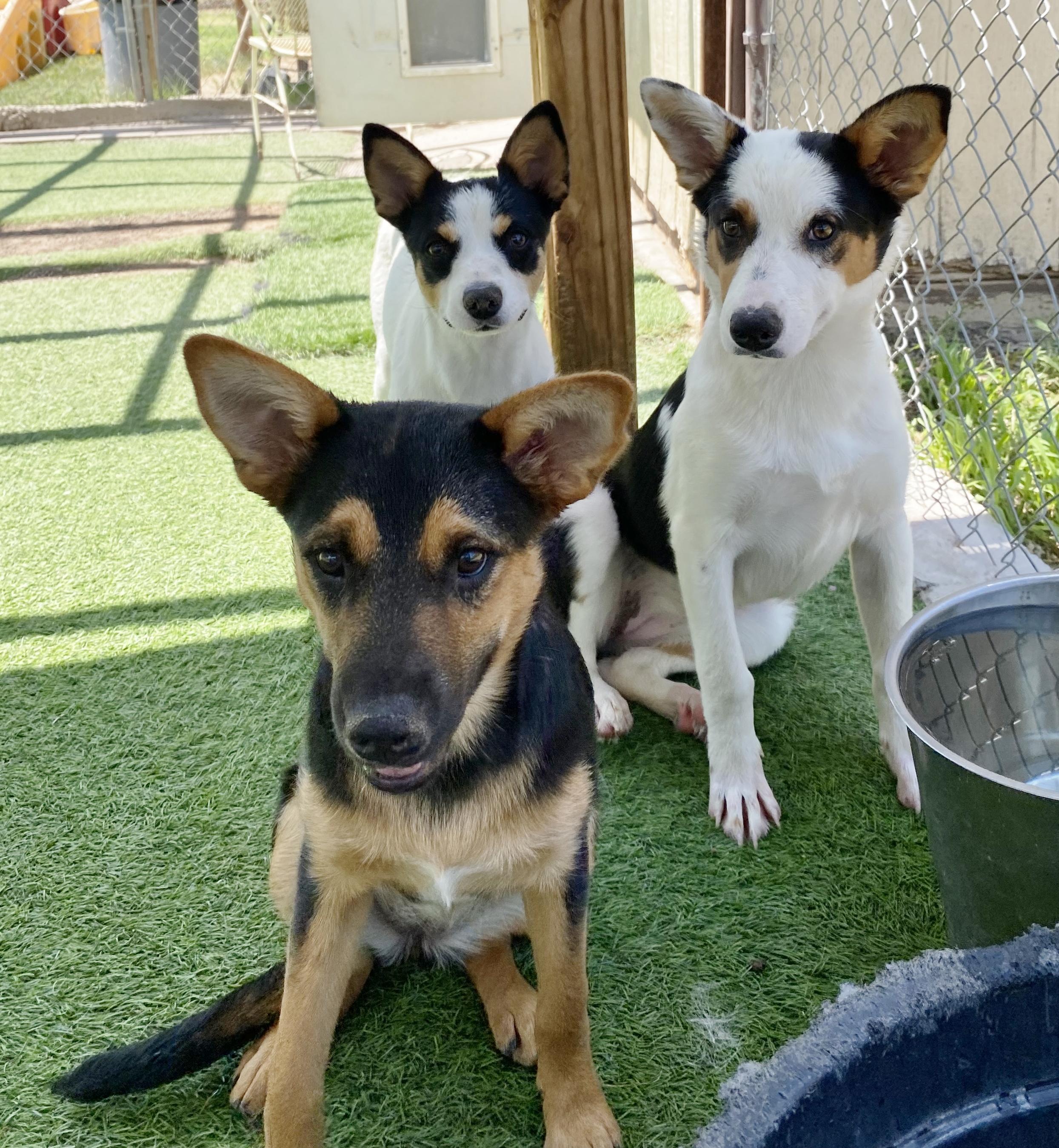 Becky, a Adoptable mixed breed in El Paso, TX image 5/6