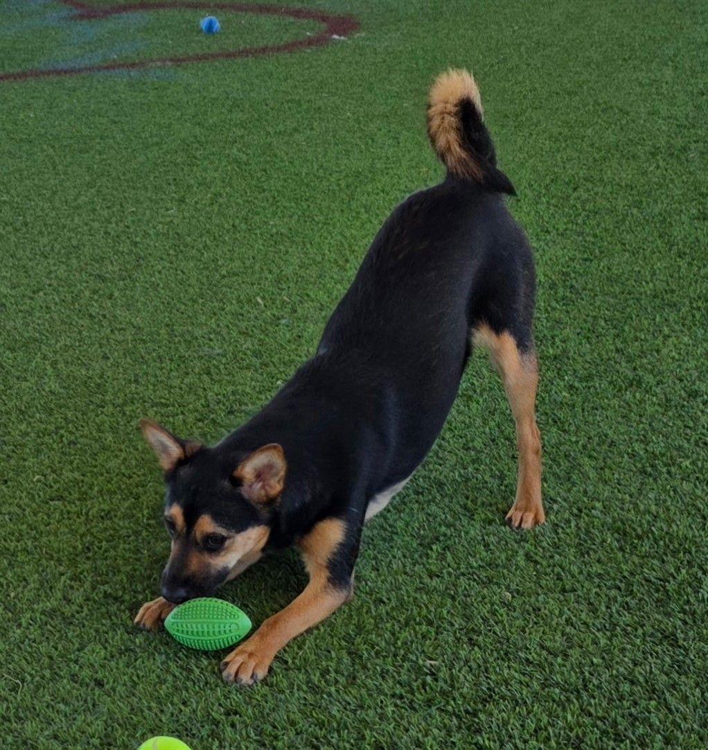 Becky, a Adoptable mixed breed in El Paso, TX image 3/6
