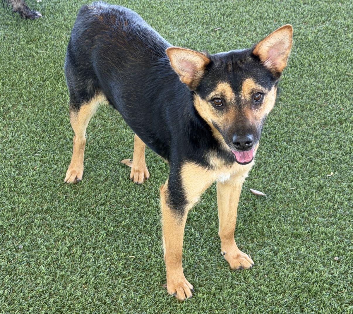 Becky, a Adoptable mixed breed in El Paso, TX image 1/6