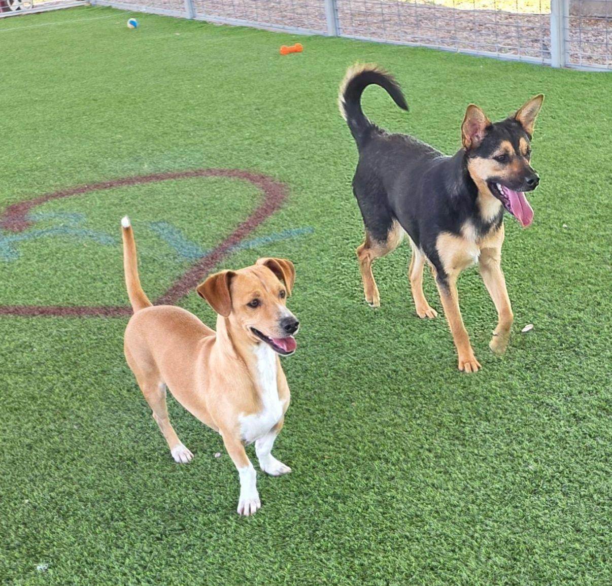 Becky, a Adoptable mixed breed in El Paso, TX image 2/6