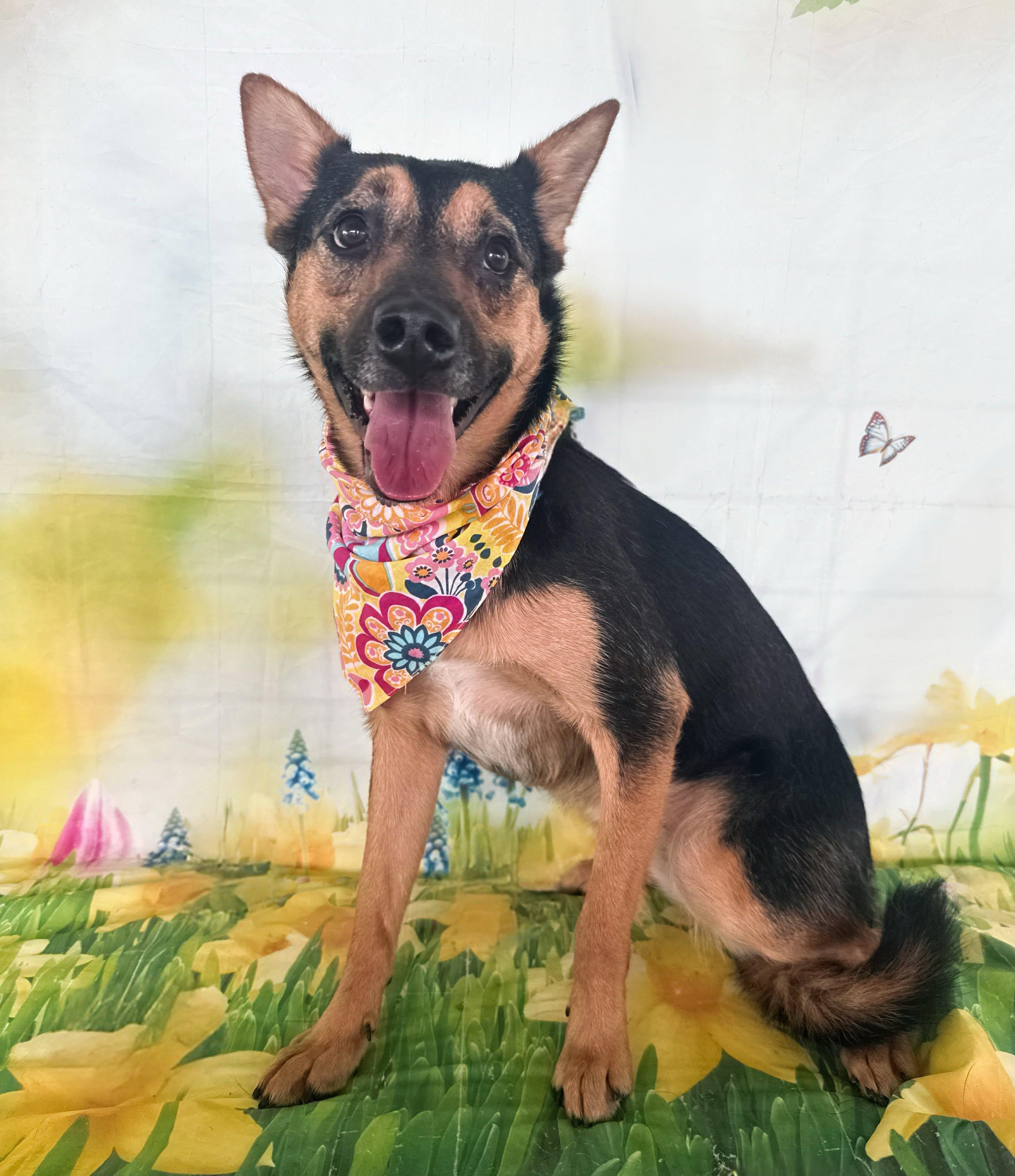 Becky, a Adoptable mixed breed in El Paso, TX image 1/6