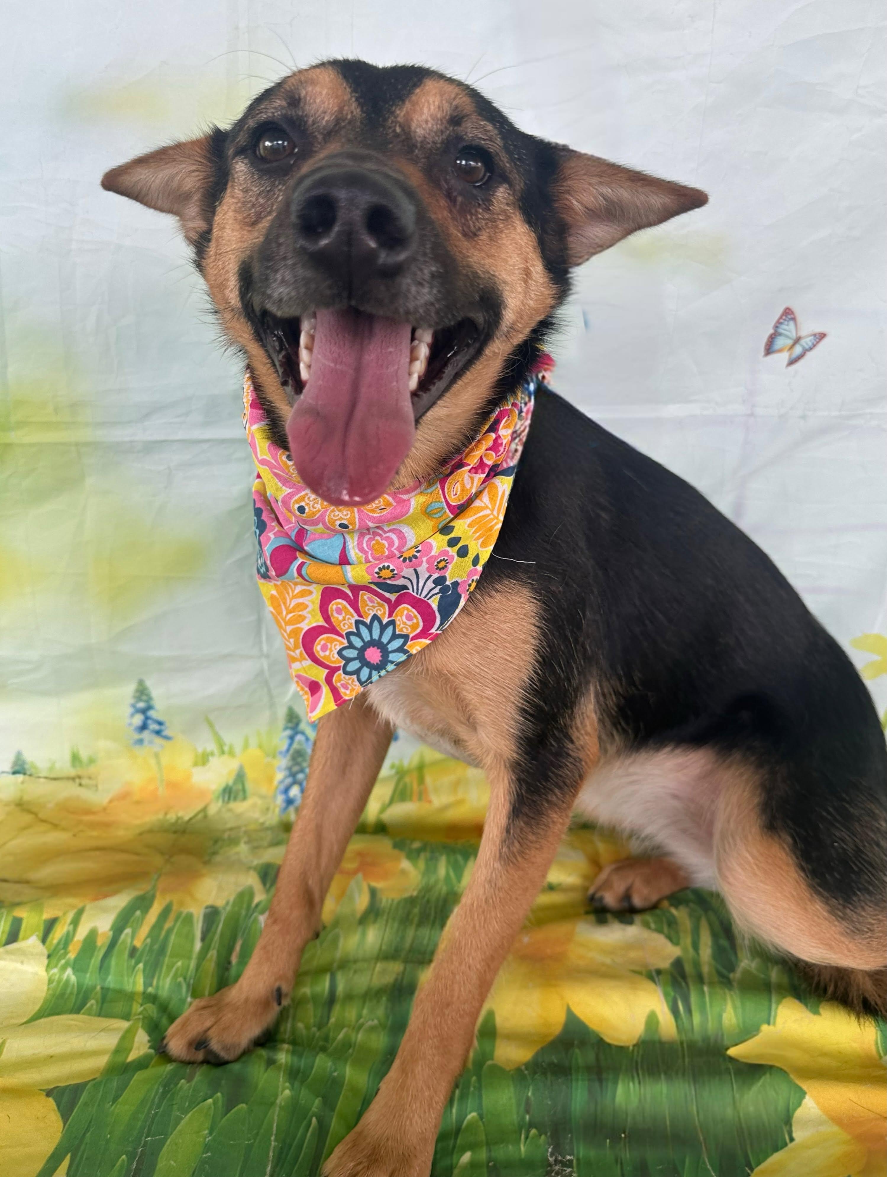 Becky, a Adoptable mixed breed in El Paso, TX image 2/6