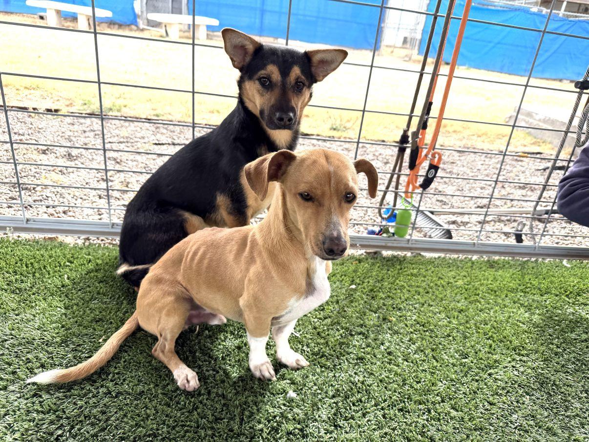 Becky, a Adoptable mixed breed in El Paso, TX image 4/6