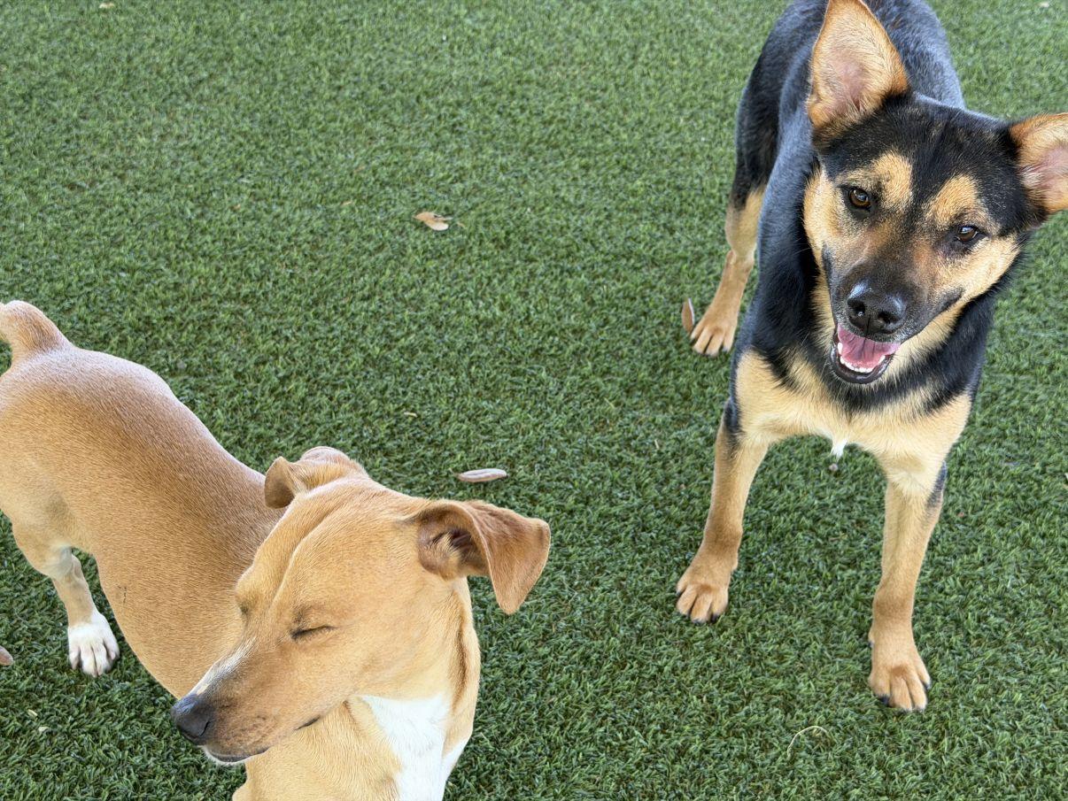 Becky, a Adoptable mixed breed in El Paso, TX image 6/6