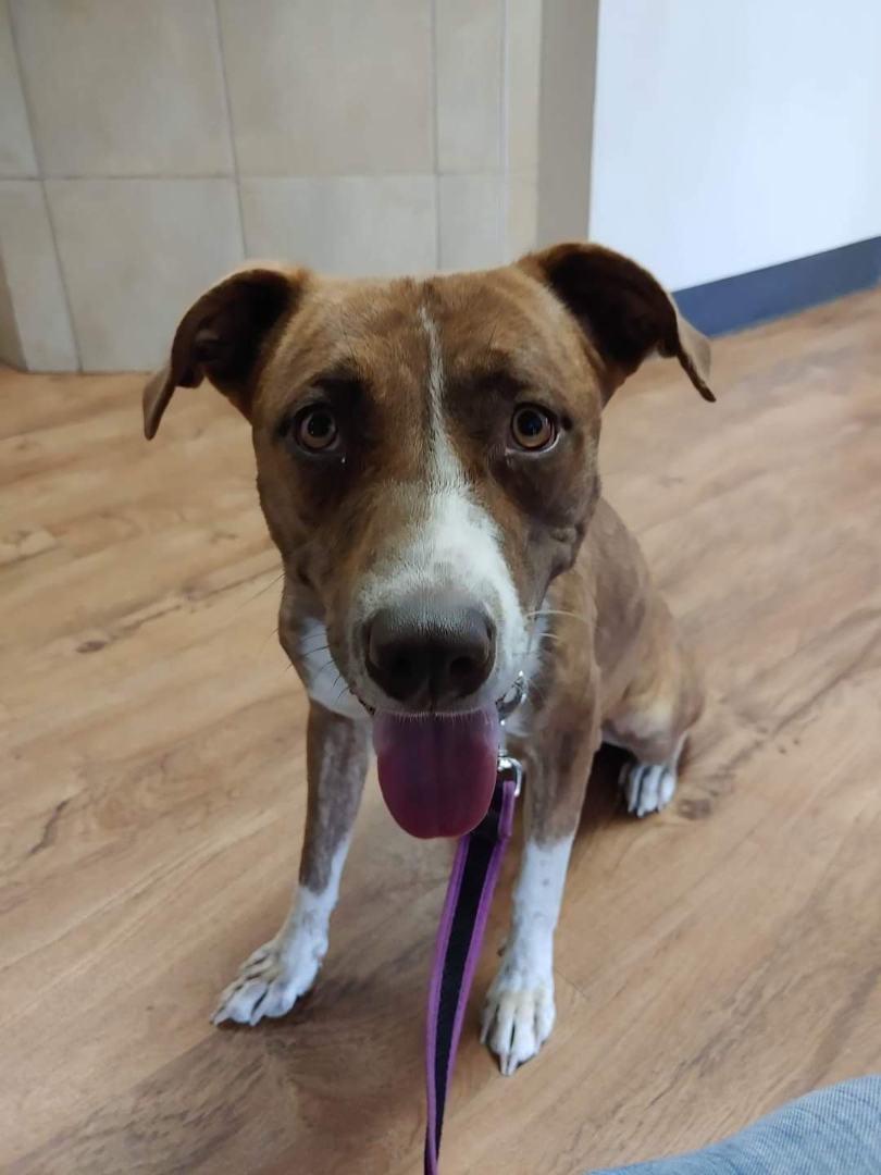 Star, Adoptable, Adult Female Boxer & Pit Bull Terrier.