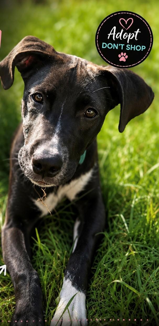 Kitty, adopted, Young Female Whippet & Great Dane.
