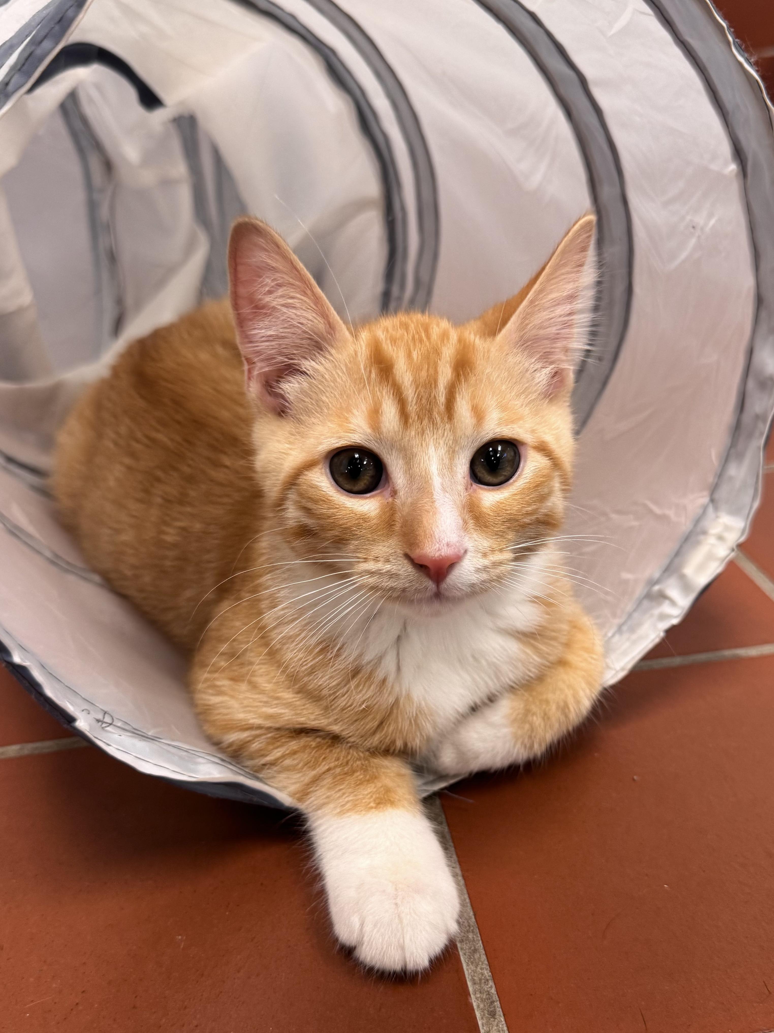 Enlarge Freddie, a Adoptable mixed breed in Battle Creek, MI image 2/5