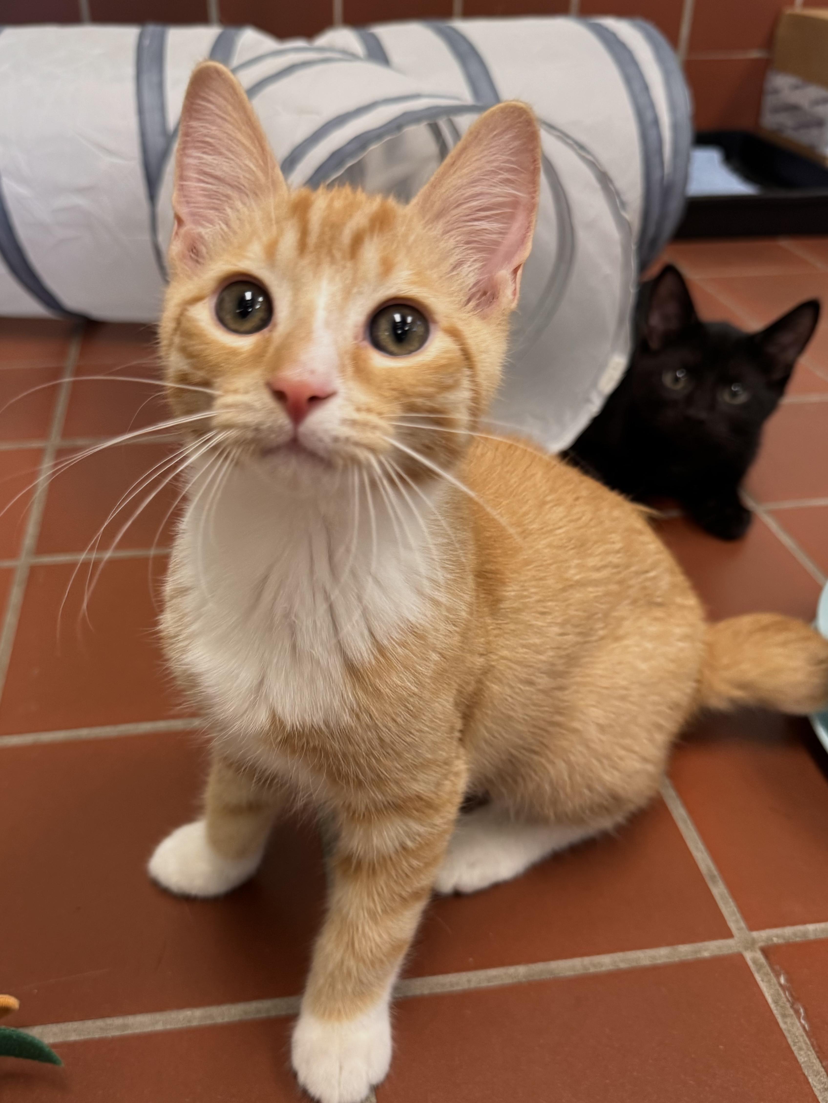 Enlarge Freddie, a Adoptable mixed breed in Battle Creek, MI image 5/5