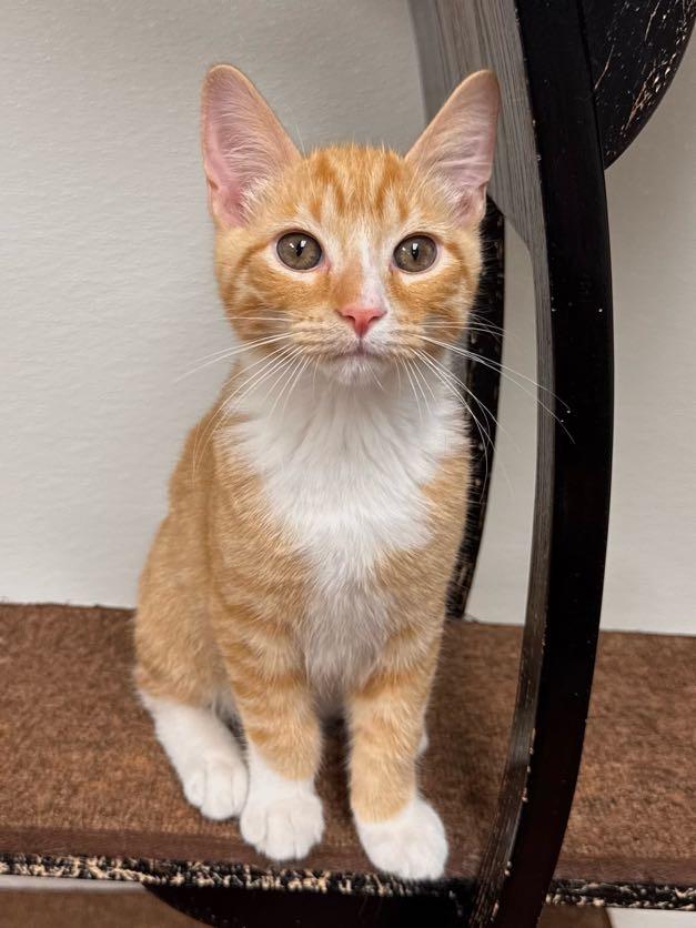 Enlarge Freddie, a Adoptable mixed breed in Battle Creek, MI image 1/5