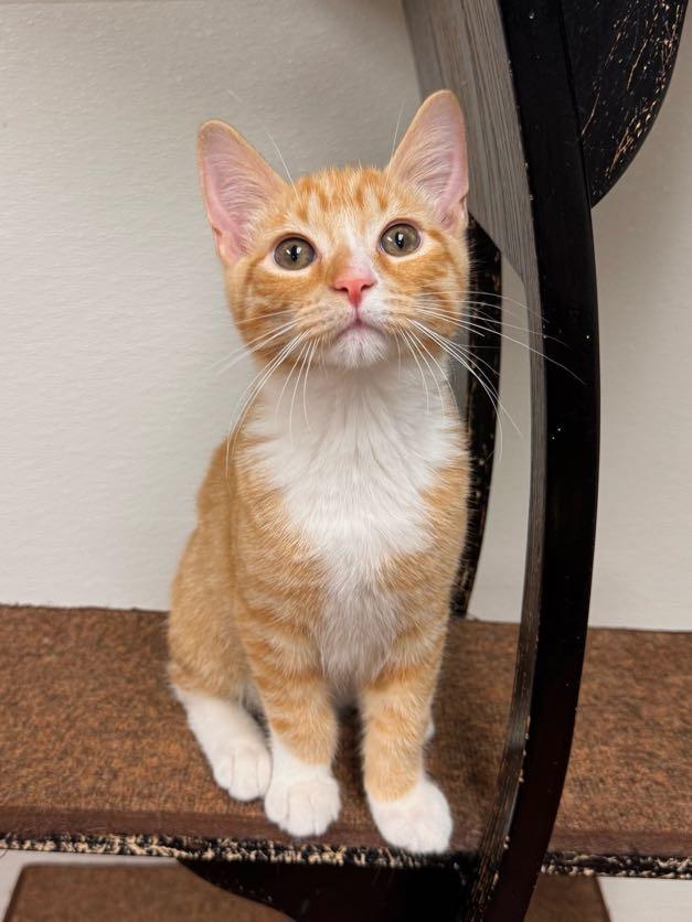 Enlarge Freddie, a Adoptable mixed breed in Battle Creek, MI image 3/5