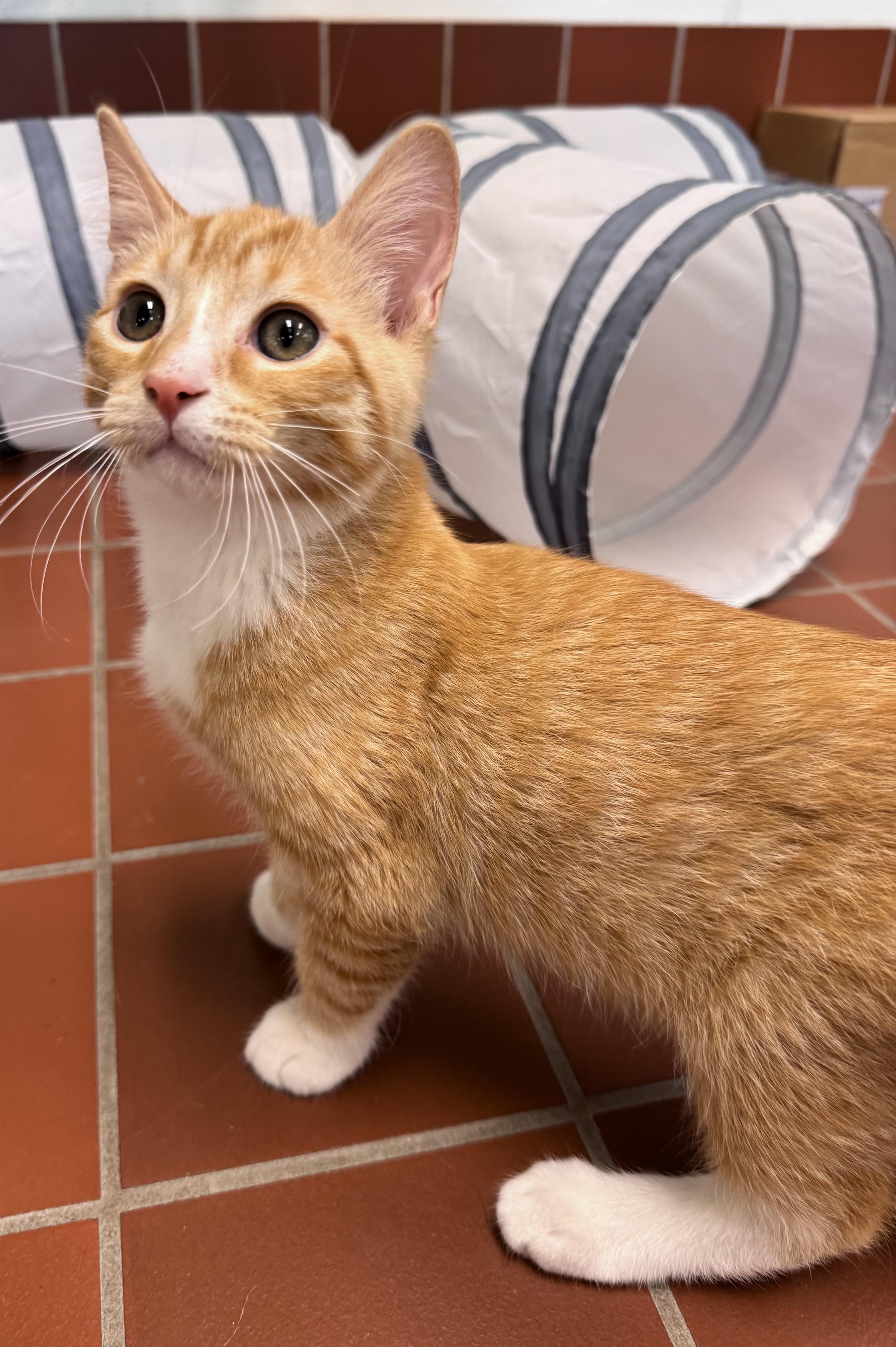 Enlarge Freddie, a Adoptable mixed breed in Battle Creek, MI image 4/5