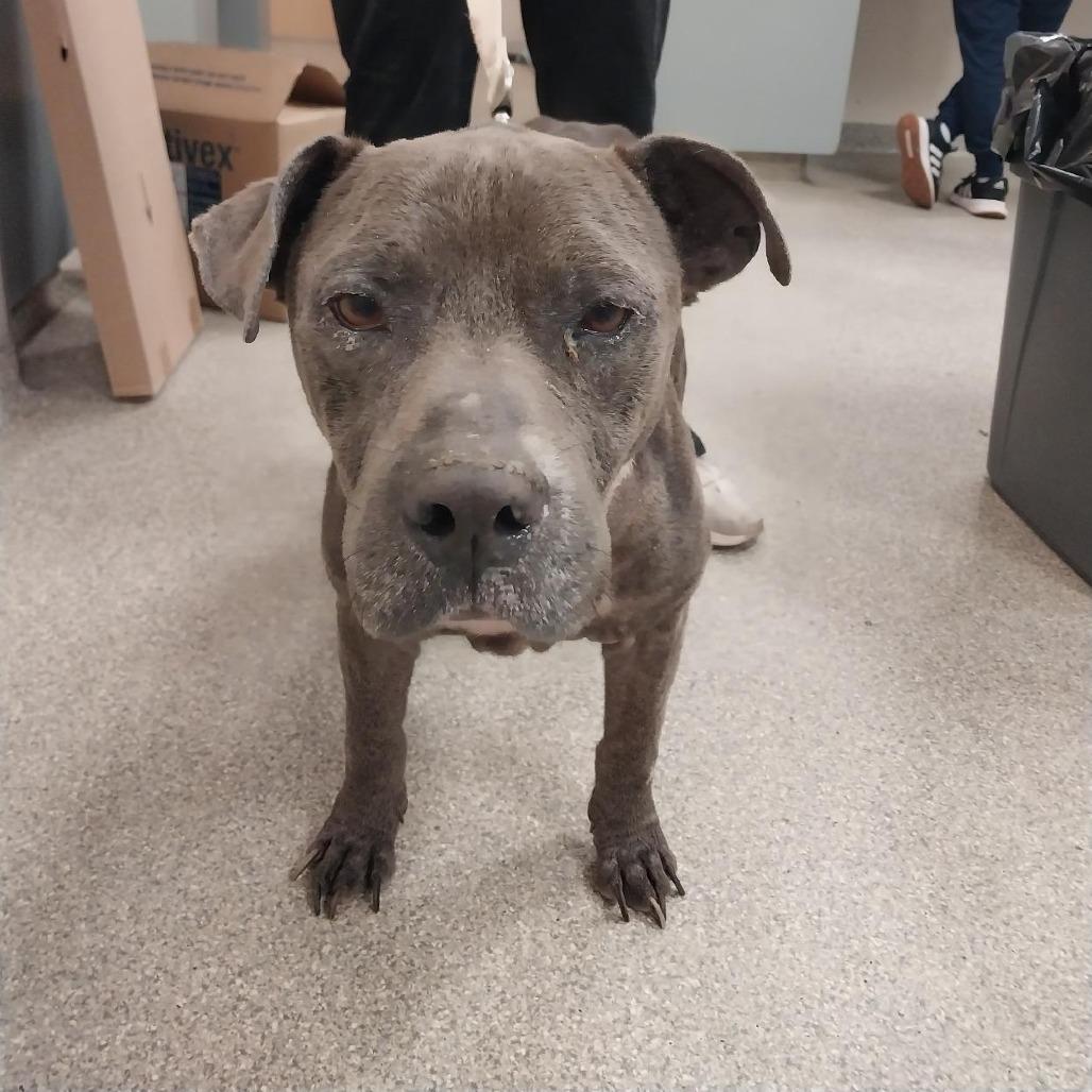 Boone, Adoptable, Adult Male Mixed Breed.