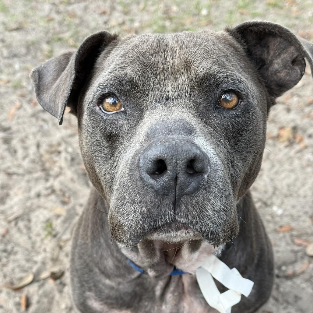 Boone, Adoptable, Senior Male Mixed Breed.