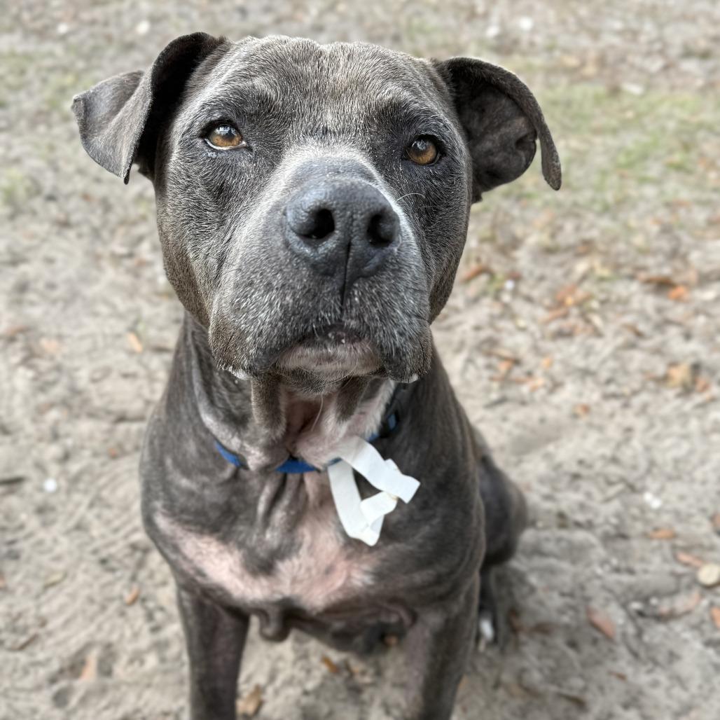 Enlarge Boone, a Adoptable Mixed Breed in Jacksonville, FL image 2/5