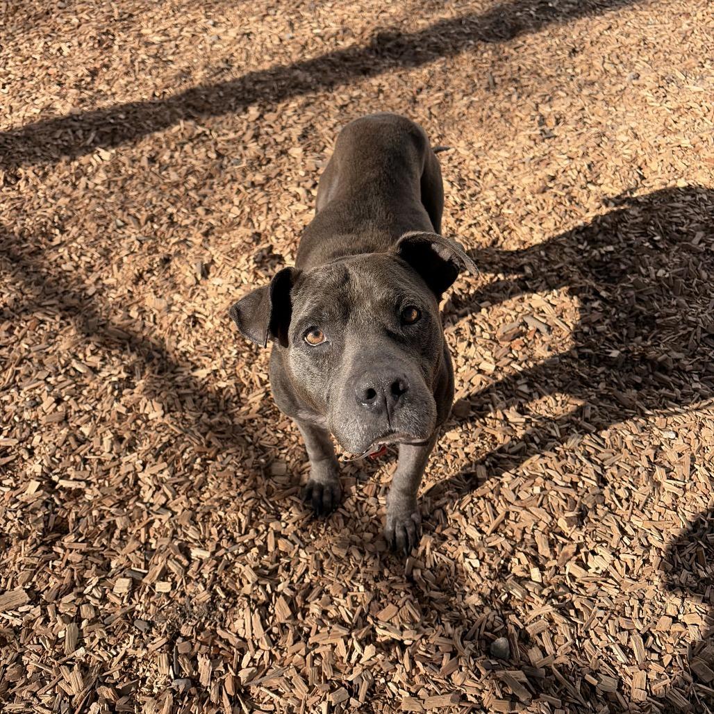 Enlarge Boone, a Adoptable Mixed Breed in Jacksonville, FL image 3/5