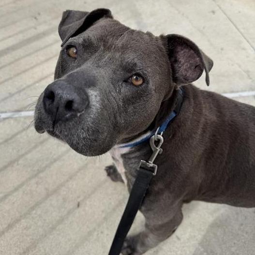 Enlarge Boone, a Adoptable Mixed Breed in Jacksonville, FL image 4/6