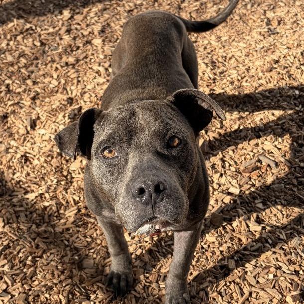 Enlarge Boone, a Adoptable Mixed Breed in Jacksonville, FL image 4/5