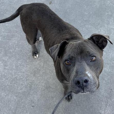 Enlarge Boone, a Adoptable Mixed Breed in Jacksonville, FL image 5/5