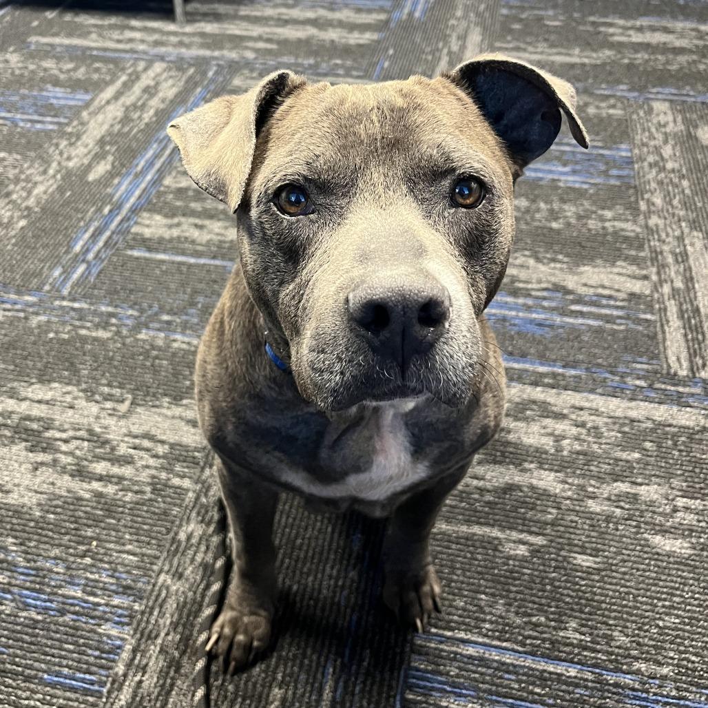 Enlarge Boone, a Adoptable Mixed Breed in Jacksonville, FL image 6/6