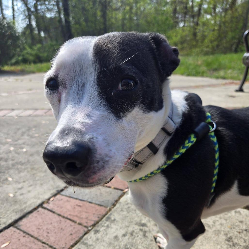 Kiwi, Adoptable, Adult Female Mixed Breed & Mixed Breed.