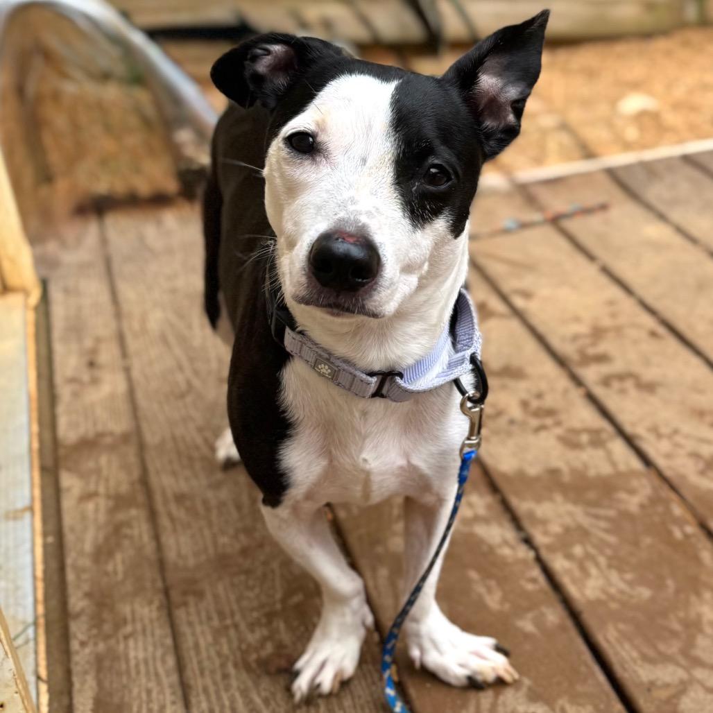 Enlarge Kiwi, a Adoptable mixed breed in Fredericksburg, VA image 2/6
