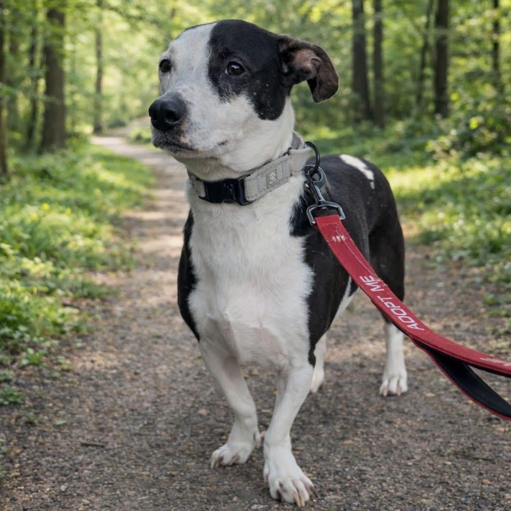 Enlarge Kiwi, a Adoptable mixed breed in Fredericksburg, VA image 3/6