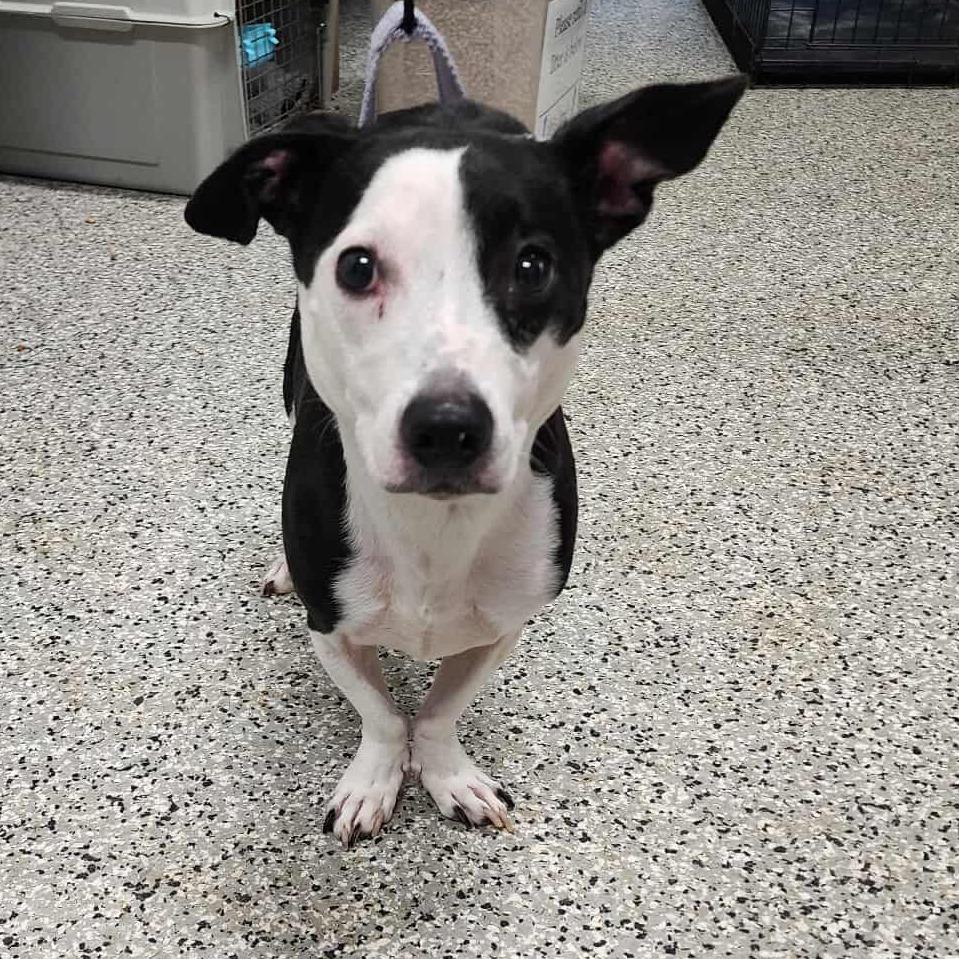Enlarge Kiwi, a Adoptable mixed breed in Fredericksburg, VA image 5/6