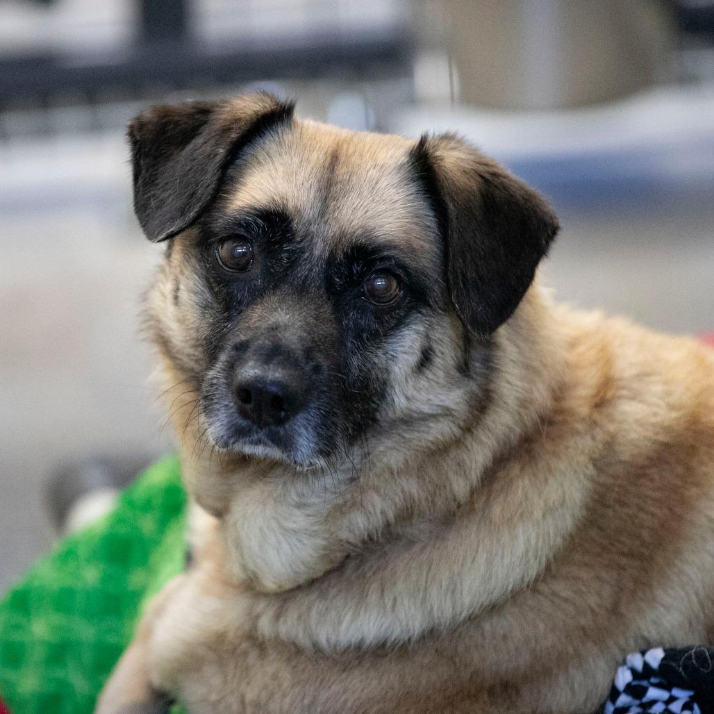 Angel (MY26-113), Adoptable, Senior Female German Shepherd Dog & Pug.