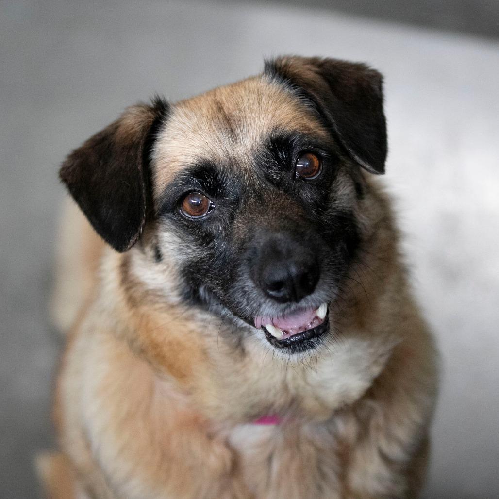 Enlarge Angel (MY26-113), a Adoptable mixed breed in Peyton, CO image 2/5