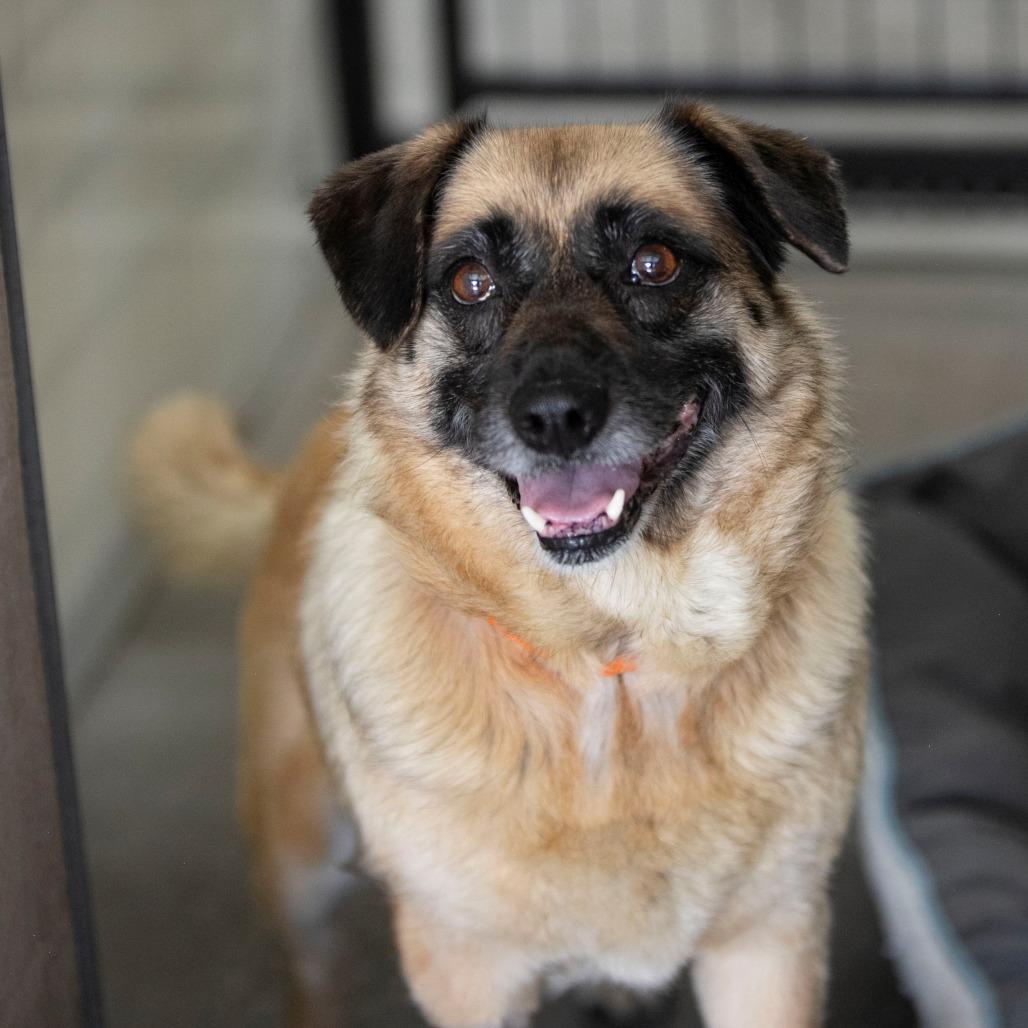 Enlarge Angel (MY26-113), a Adoptable mixed breed in Peyton, CO image 3/5