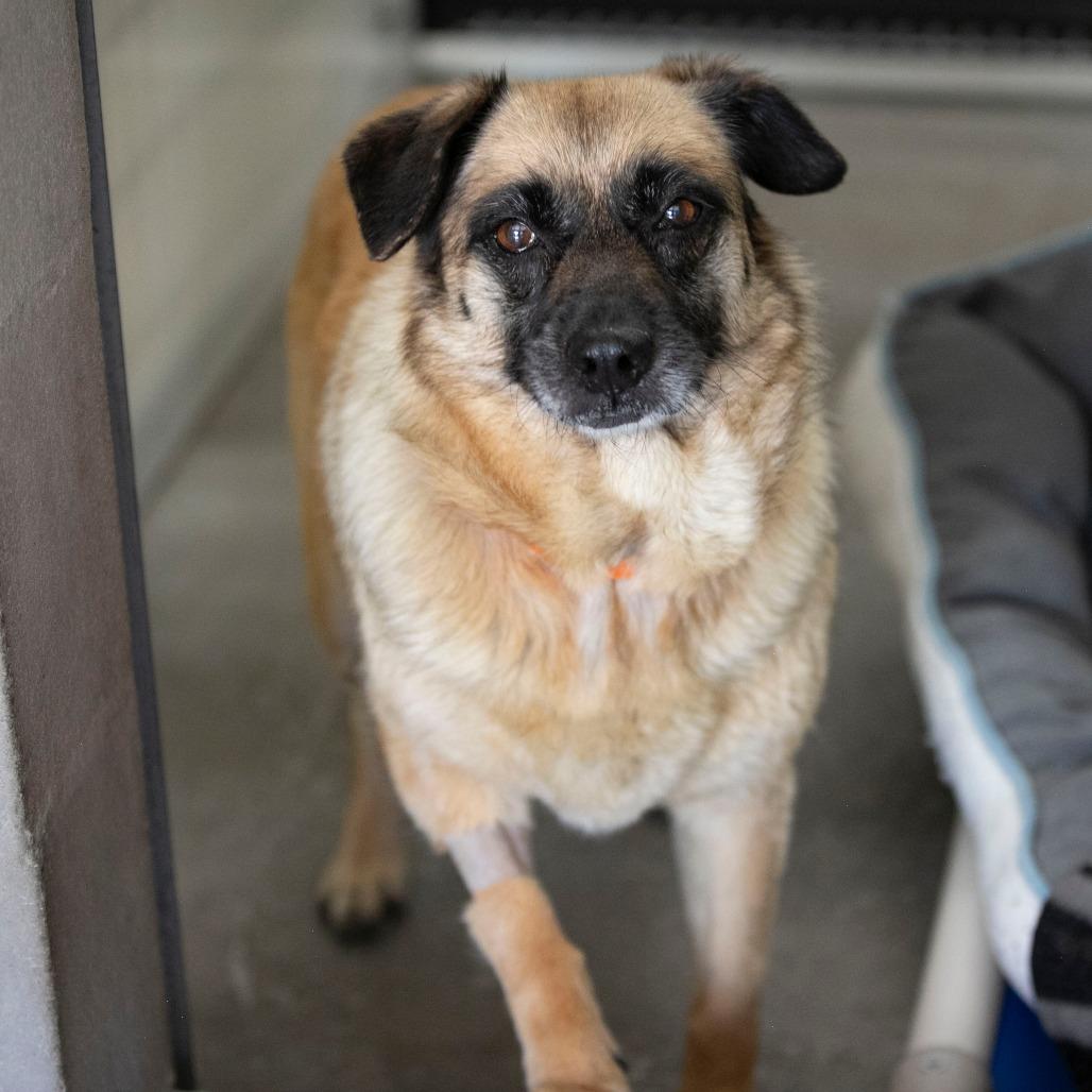 Enlarge Angel (MY26-113), a Adoptable mixed breed in Peyton, CO image 4/5