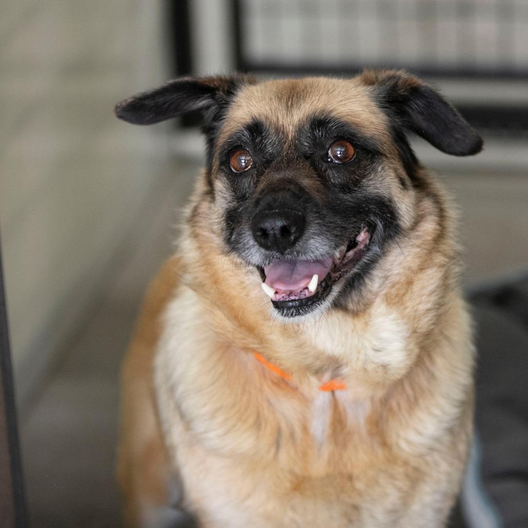 Enlarge Angel (MY26-113), a Adoptable mixed breed in Peyton, CO image 5/5