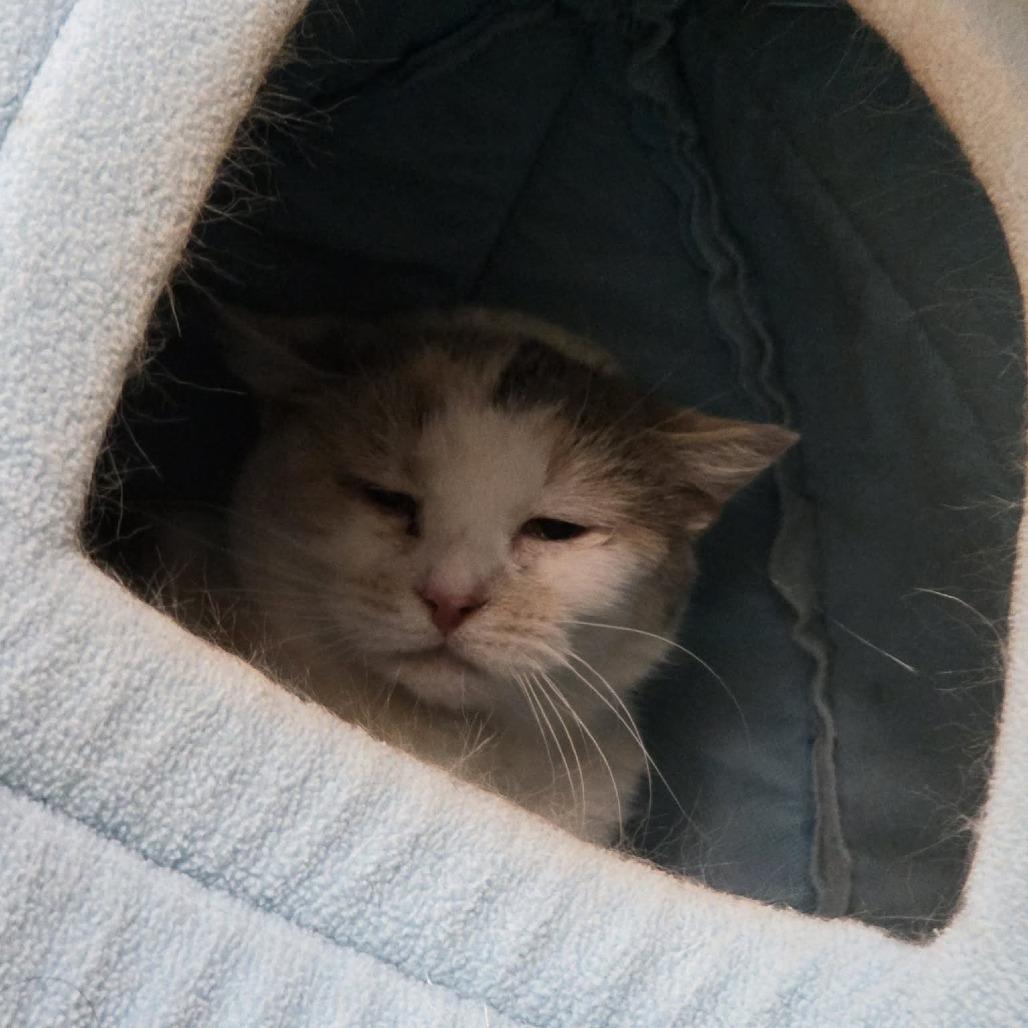 Enlarge Jingle, a Adoptable Domestic Short Hair in Ballston Spa, NY image 1/3