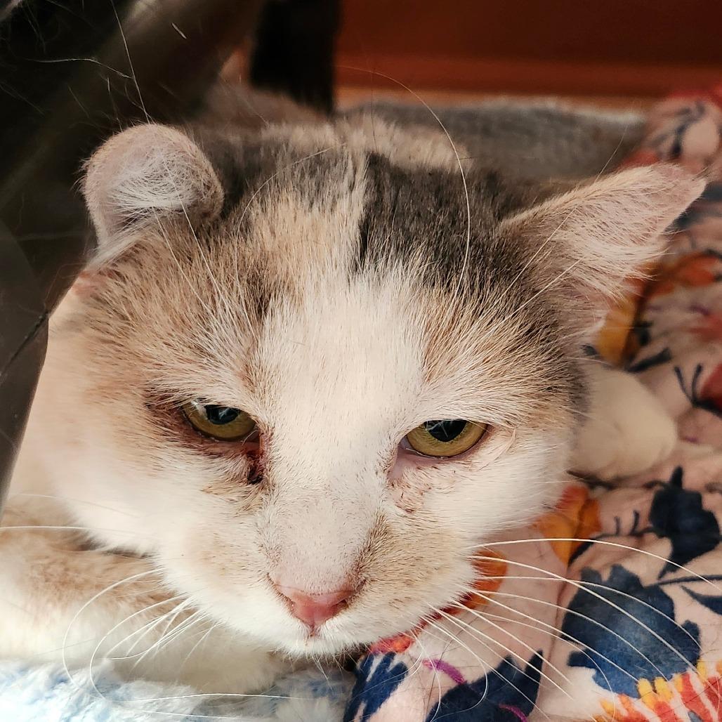 Enlarge Jingle, a Adoptable Domestic Short Hair in Ballston Spa, NY image 2/3