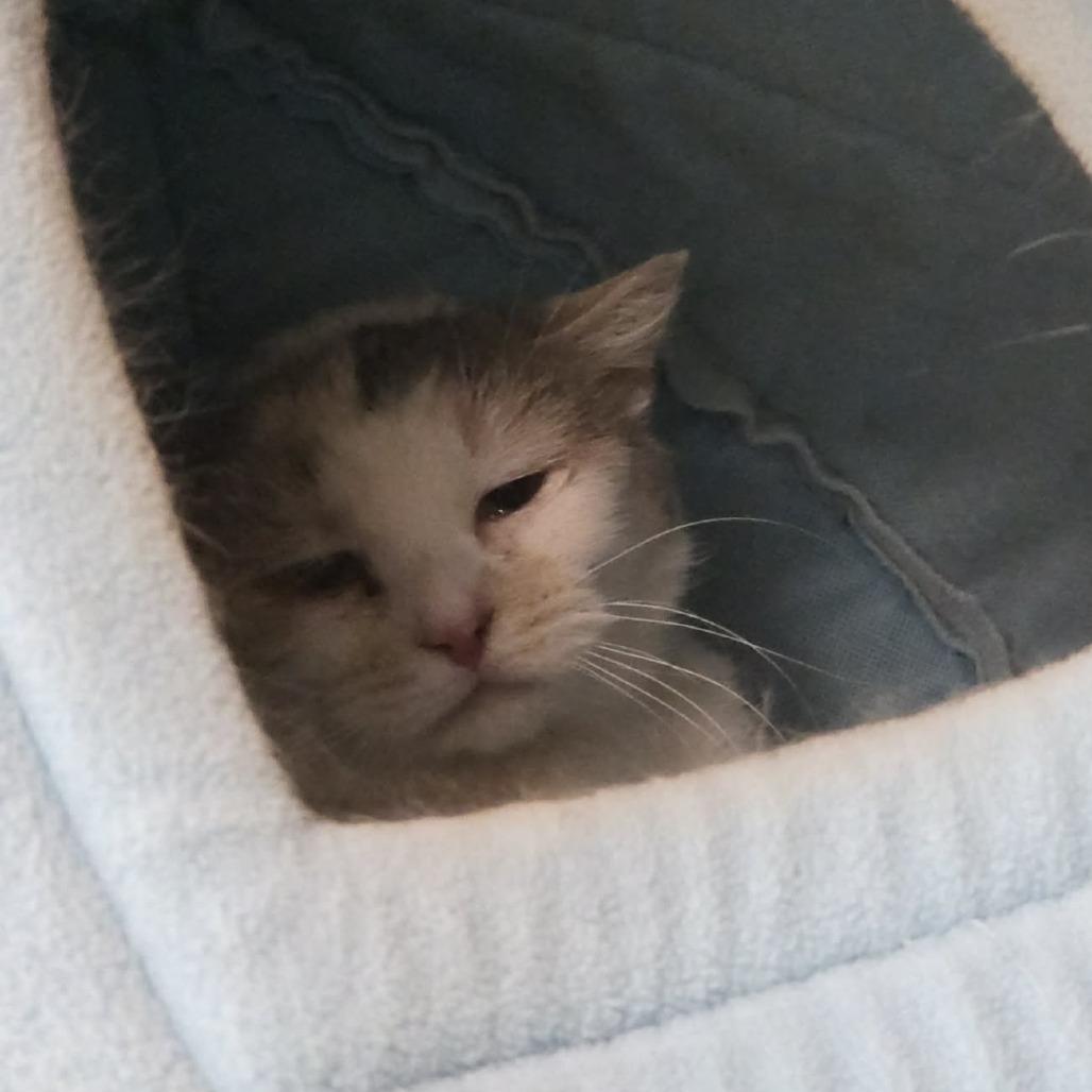 Enlarge Jingle, a Adoptable Domestic Short Hair in Ballston Spa, NY image 3/3