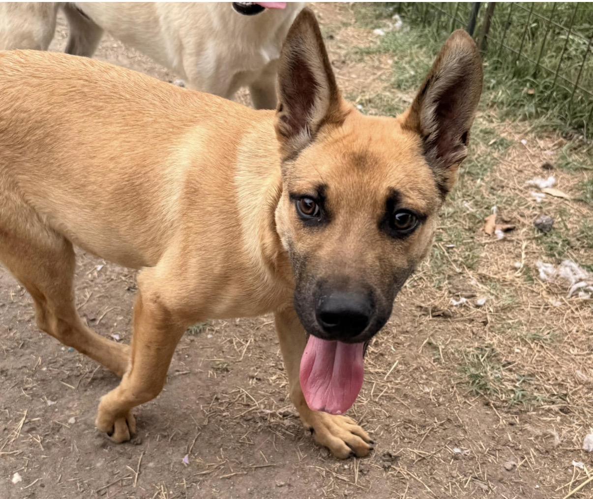 Enlarge Kenny, a Adoptable mixed breed in Latham, NY image 5/6