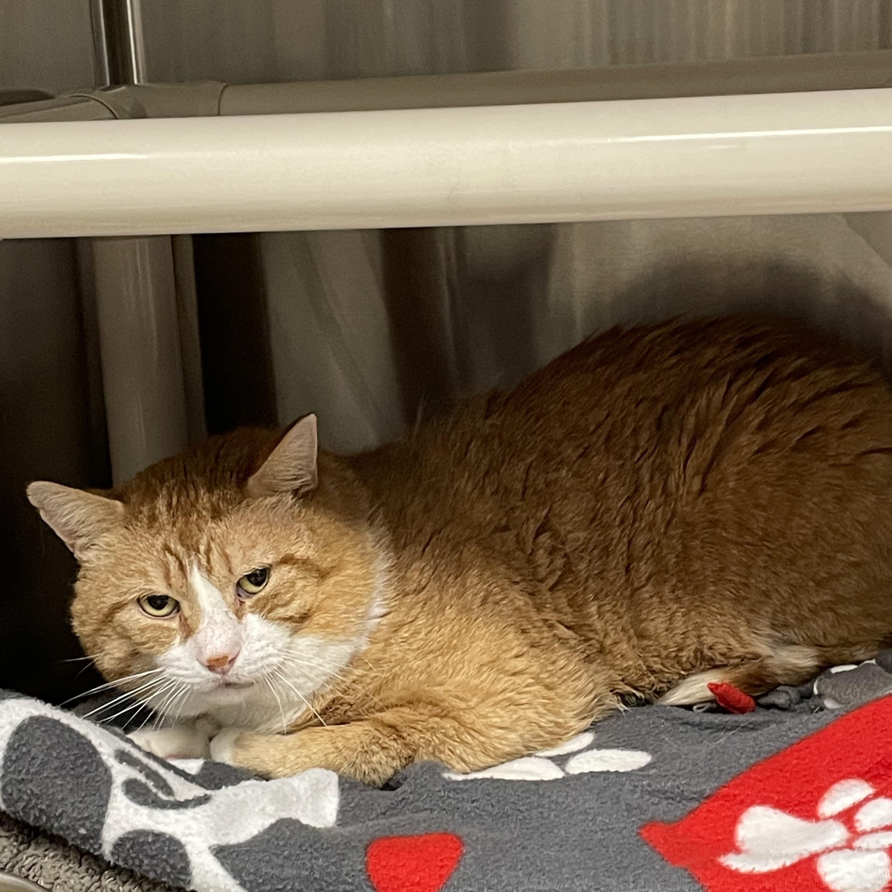 Marvin, a Adoptable American Shorthair in North Kingstown, RI image 3/3