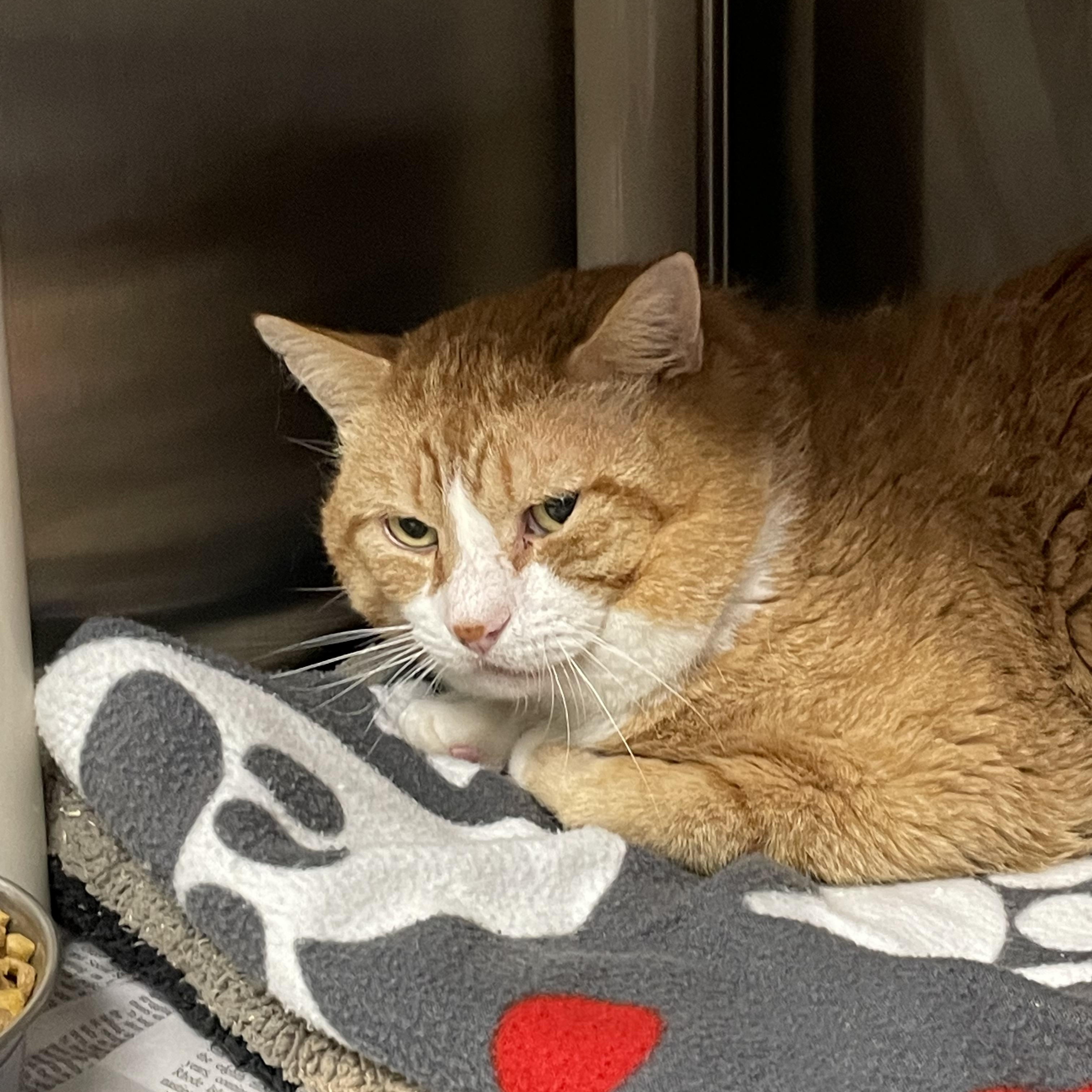 Marvin, a Adoptable American Shorthair in North Kingstown, RI image 2/3