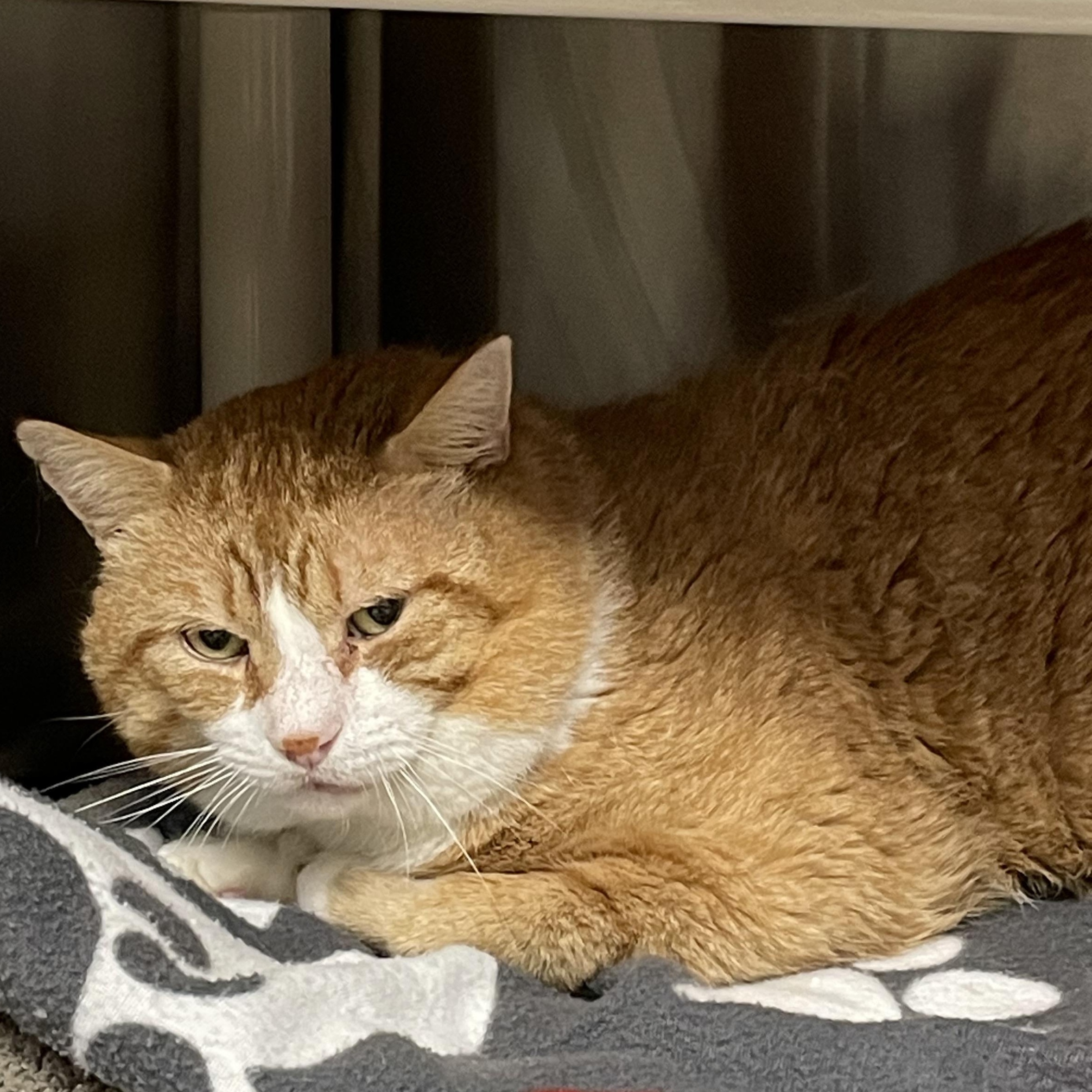 Marvin, a Adoptable American Shorthair in North Kingstown, RI image 1/3