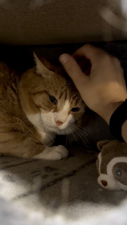Enlarge Marvin, a Adoptable American Shorthair in North Kingstown, RI video 3/5