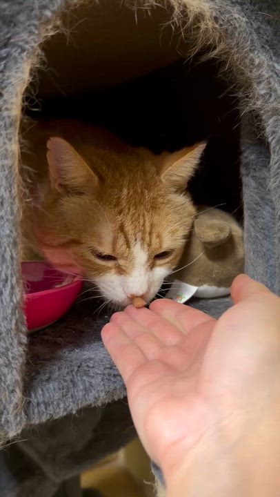 Enlarge Marvin, a Adoptable American Shorthair in North Kingstown, RI video 2/5
